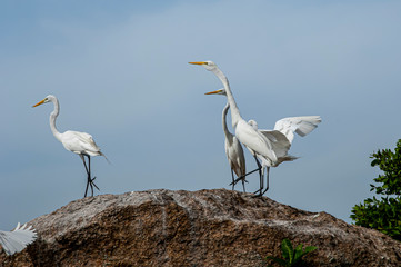 Groups of herons (Ardea alba) and diving bird (Nannopterum brasilianus) live together while fishing, feeding and resting in the lagoon of Piratininga, part of the tropical forest,Brazil.