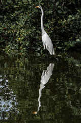 Groups of herons (Ardea alba) and diving bird (Nannopterum brasilianus) live together while fishing, feeding and resting in the lagoon of Piratininga, part of the tropical forest,Brazil.