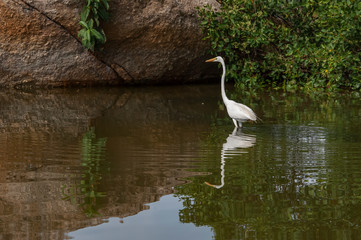 Groups of herons (Ardea alba) and diving bird (Nannopterum brasilianus) live together while fishing, feeding and resting in the lagoon of Piratininga, part of the tropical forest,Brazil.