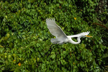 White heron, Ardea alba, having as background, a large pink stone, on the edge of the lagoon of Piratininga, Niterói, Rio de Janeiro, Brazil.