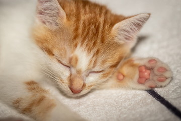 Sleeping kitten on the towel