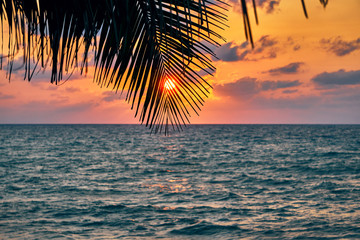 Palm leaves on the background of the sun at dawn on the sandy beach