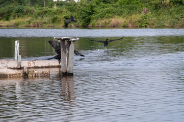 Nannopterum brasilianus, the bird diving, lives of its fishing, in the lagoon of Piratininga, Niterói, Rio de Janeiro, Brazil.