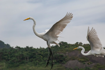 White heron, Ardea alba, having as background, a large pink stone, on the edge of the lagoon of Piratininga, Niterói, Rio de Janeiro, Brazil.