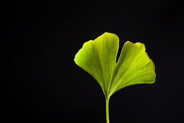 Ginkgo biloba - Isolated Leaf on Black with Through Light
