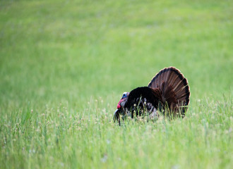 Male Turkey displaying his feathers to his lady.