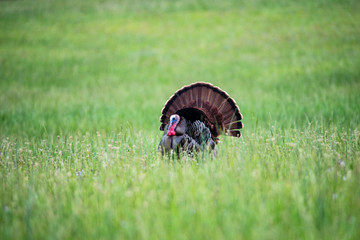 Male Turkey displaying his feathers to his lady.