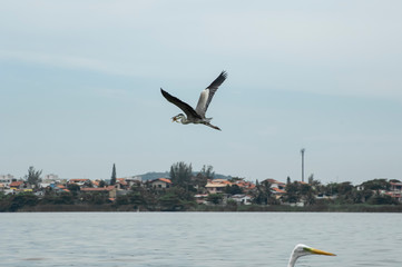 Fototapeta na wymiar Solitary flight, of the moura egret, Ardea cocoi, while eating a fish, with lateral view, in cloudy sky, inside lagoon in Piratininga, Niteroi, Rio de Janeiro, Brazil. 