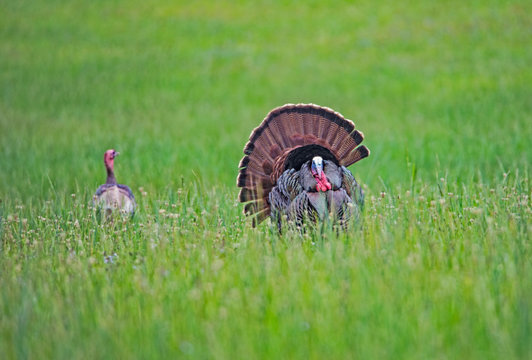 Male Turkey displaying his feathers to his lady.