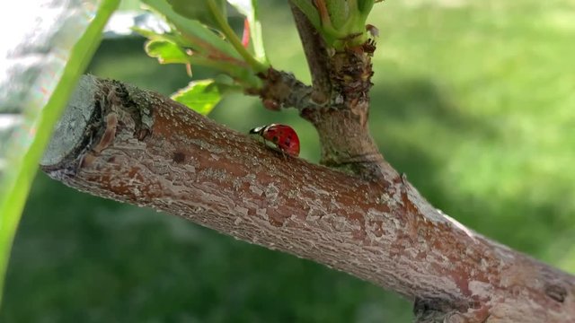 A close up shot of a ladybug moving around a small tree branch.  The ladybug moves around the branch behind a leaf of a peach tree.