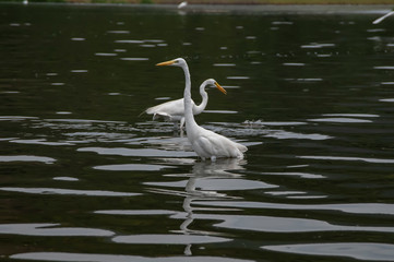 Groups of herons (Ardea alba) and diving bird (Nannopterum brasilianus) live together while fishing, feeding and resting in the lagoon of Piratininga, part of the tropical forest,Brazil.