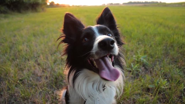 Border Collie sitting and looking above the camera with its tongue sticking out.