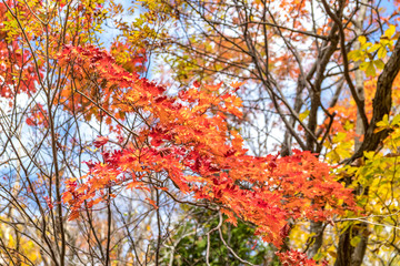 紅葉