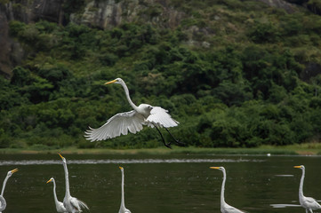 White heron, Ardea alba, having as background, a large pink stone, on the edge of the lagoon of Piratininga, Niterói, Rio de Janeiro, Brazil.