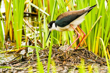 Black -Winged Stilt Prepares to Incubate her Eggs
