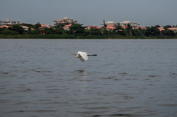 White heron, Ardea alba, having as background, a large pink stone, on the edge of the lagoon of Piratininga, Niterói, Rio de Janeiro, Brazil.