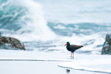 Black Oystercatcher in its Natural Element