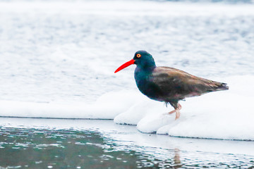 Black Oystercatcher Wading through foam on an Incoming Tide