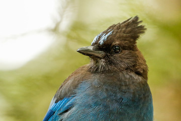 Adult Coastal Steller's Jay Portrait