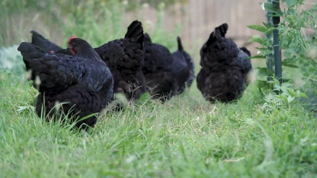 Chickens scratching and feeding in the grass