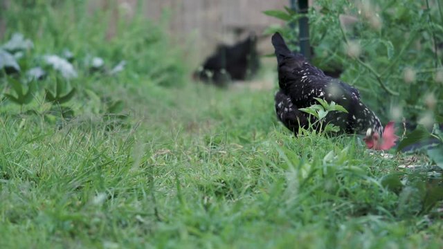 Hen feeding in the grass.