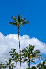 Naklejka premium Coconut Trees Against Blue Sky and White Puffy Clouds