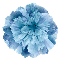 Watercolor Peony flower turquoise-blue on a white isolated background with clipping path. Nature. Closeup no shadows. Garden flower.