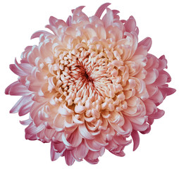 pink-yellow flower chrysanthemum isolated on a white background. For design. Clearer focus. Closeup. Nature.