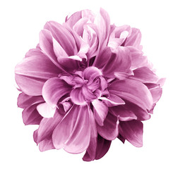 pink dahlia. Flower on a white isolated background with clipping path.  For design.  Closeup.  Nature.