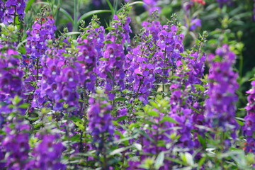 Lavender Flowers