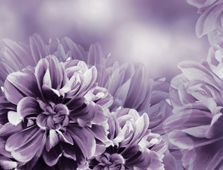 Floral vintage violet beautiful background. Red dahlias and petals  flowers. Close-up. Nature.