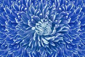 Floral halftone blue background. Flower and petals of blue aster close up.  Nature.