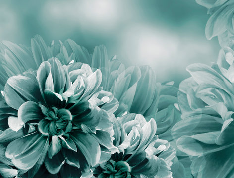 Floral vintage turquoise  beautiful background.    Dahlias and petals  flowers. Close-up. Nature.