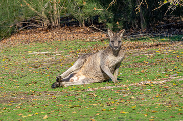 Grey Forester Lounging