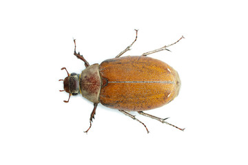 Image of cockchafer (Melolontha melolontha) isolated on white background. Insect. Animals.