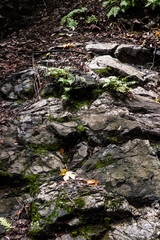 moss on rocks