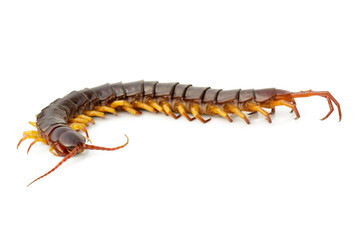 Image of centipedes or chilopoda isolated on white background. Animal. Poisonous animals.