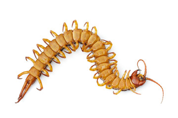 Image of dead centipedes or chilopoda isolated on white background. Animal. poisonous animals.