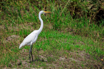 Image of great egret(Ardea alba) on the natural background. White Bird. Animal.