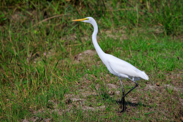 Image of Great Egret(Ardea alba) on the natural background. Heron, White Birds, Animal.