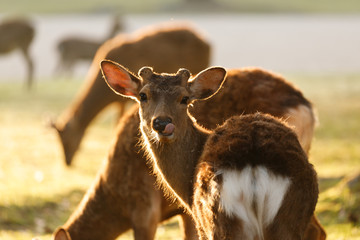 舌を出す鹿