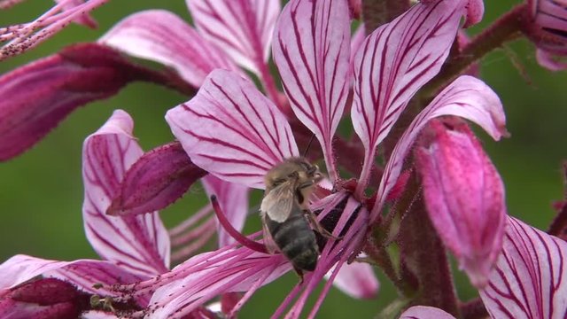 Bienen besuchen Diptam-Bl&uuml;ten