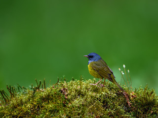 Mourning Warbler Perched on Moss on Green Background in Spring