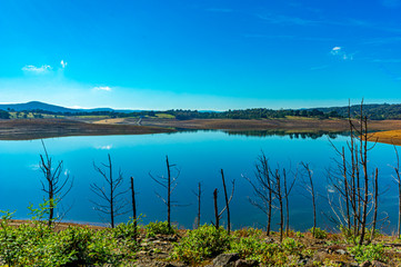 Screen of dead trees