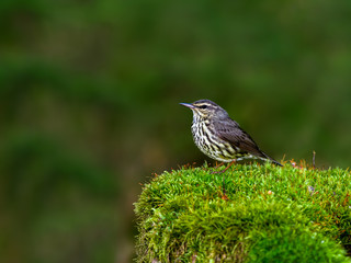 Northern Waterthrush Perched on Stump Covered in Moss in Spring