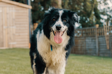 Collie dog in garden