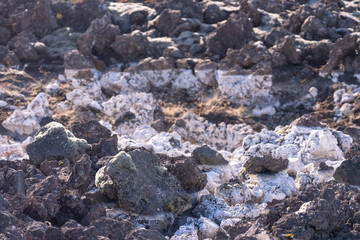 アイスランド　苔