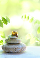 small snail on stone. Spa and relax concept. snail sitting on stack of pebbles, on green summer...