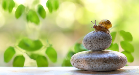small snail on stone. Spa and relax concept. snail sitting on stack of pebbles, on abstract green...