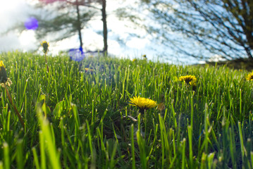Dandelions in Sun
